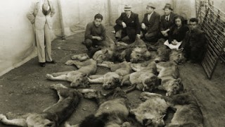 Los animales: las víctimas ignoradas y olvidadas de la Guerra Civil española